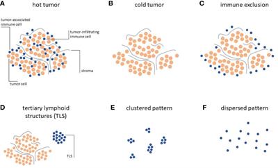 Next Generation Imaging Techniques to Define Immune Topographies in Solid Tumors